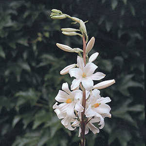 Lilium Candidium