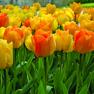 Fragrant Tulips