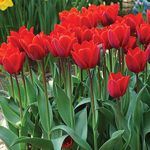 Tulips for Forcing
