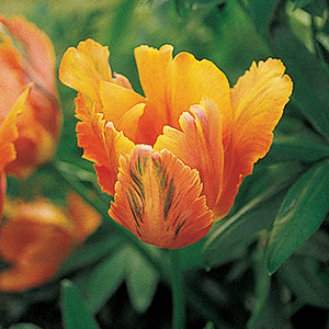 Tulips for Warm Climates