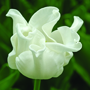 Coronet Tulips