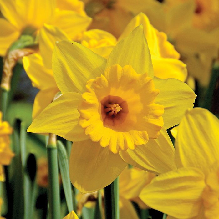 Forcing Daffodils