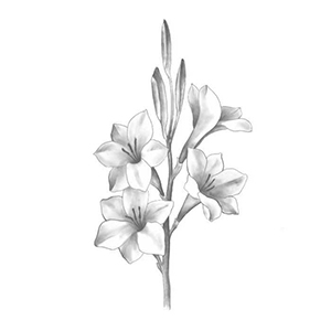 Bugle Lily