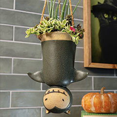 Hanging Bat Succulent