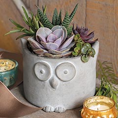 Hoot Owl Planter