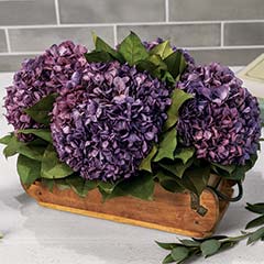 Everlasting Heirloom Hydrangeas