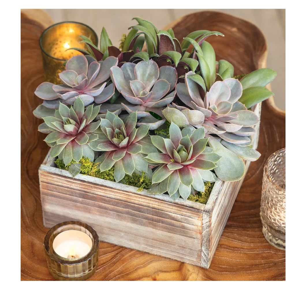 Bring lasting beauty and calm to any setting with the Urban Oasis Succulent.
