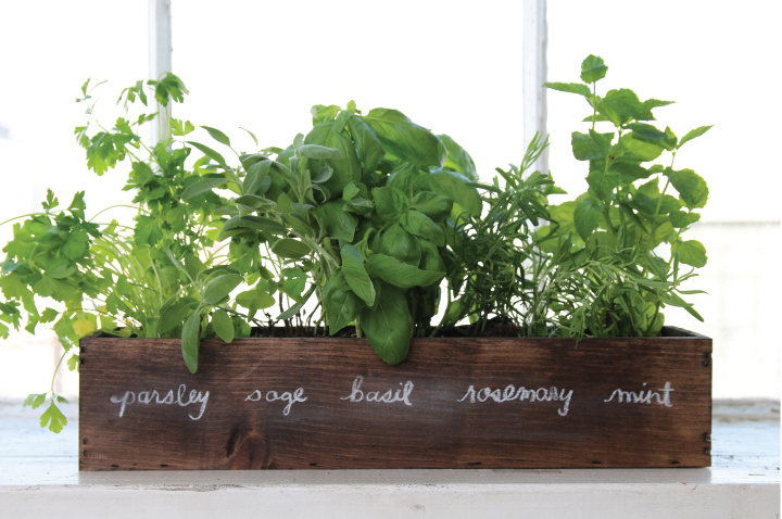 How To Grow a Windowsill Herb Garden