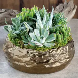 Gilded Succulent Potager