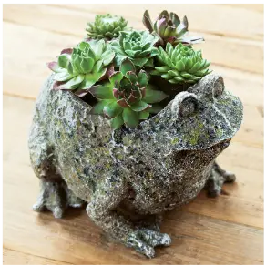 Succulent Frog