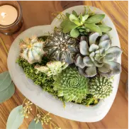 Urban Heart Succulent