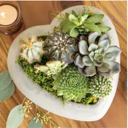 Urban Heart Succulent