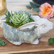 Farmstead Bunny Succulent