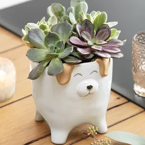 Smiling Puppy Succulent