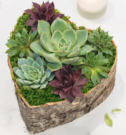 Birch Wrapped Heart Succulent - Succulents and Plants
