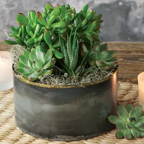 Zen Garden Succulent