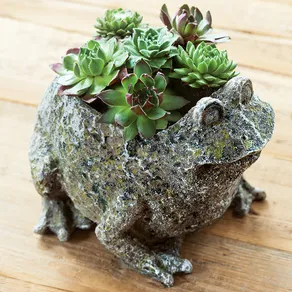 Succulent Frog