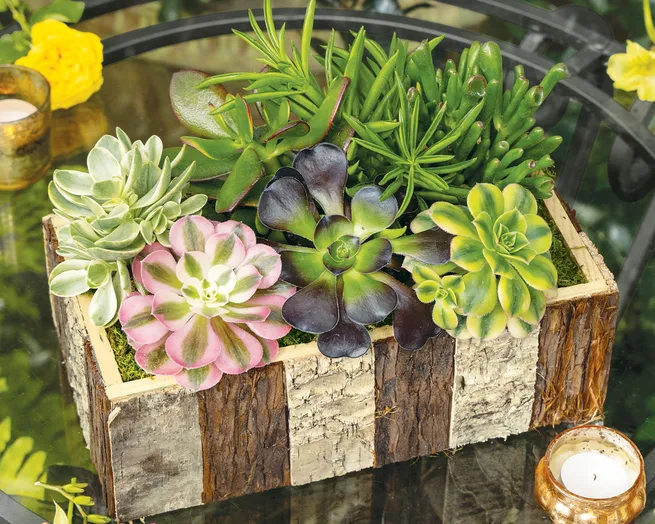 Striped Bark Succulent Garden