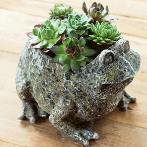 Succulent Frog