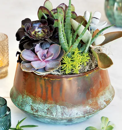 San Feliz Succulent - Gifts For Him