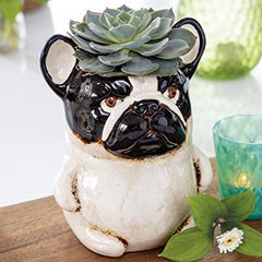 Frenchie Succulent Planter