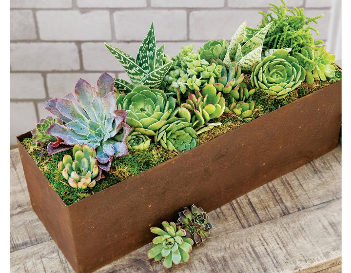 Succulent Garden