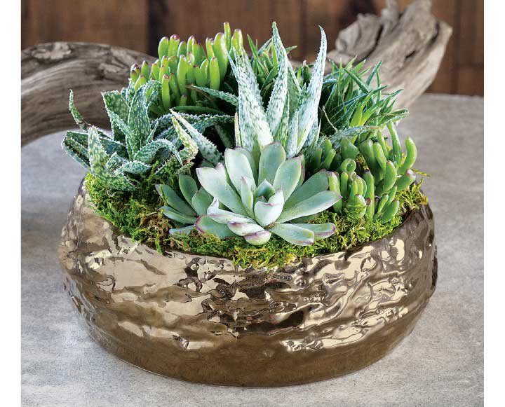 Bring lasting beauty and calm to any setting with the Urban Oasis Succulent.