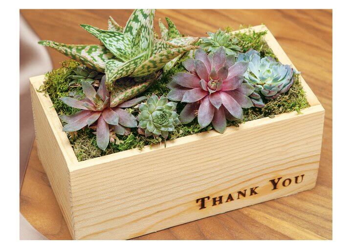 'Thank You' Succulent