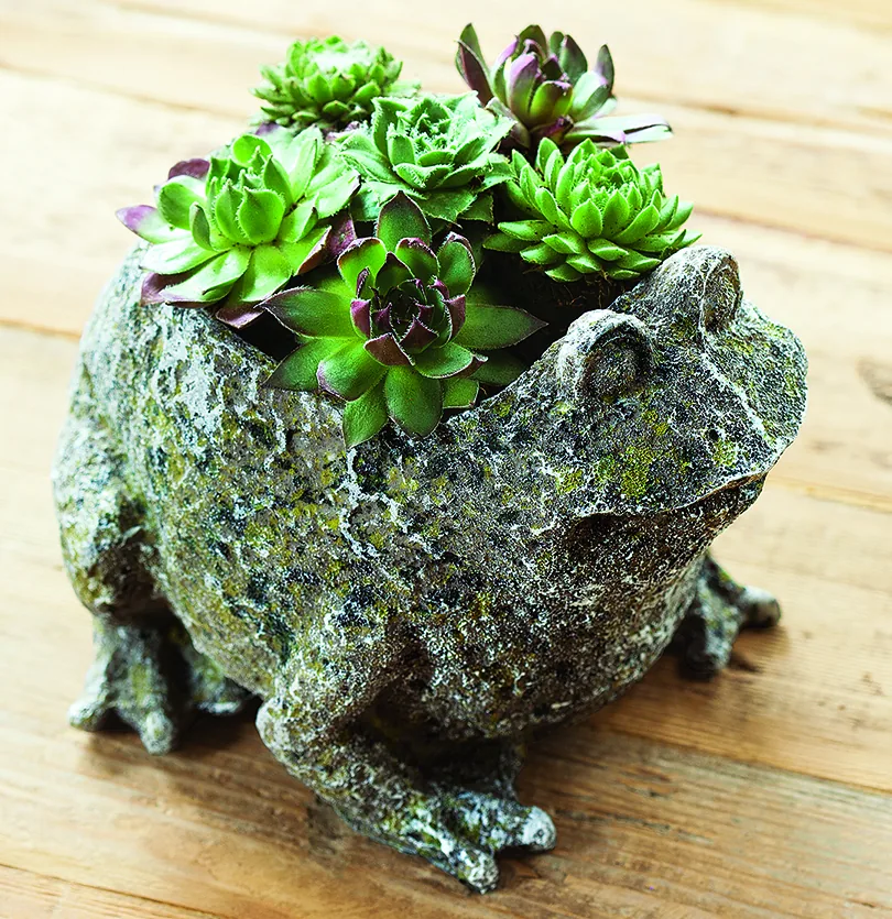 Succulent Frog planter filled with hens and chicks succulents