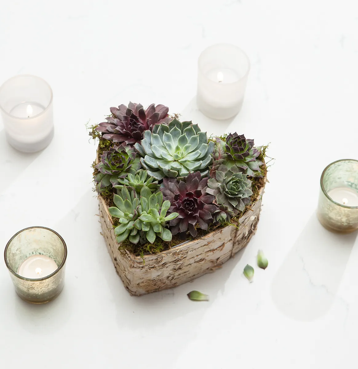 Birch Wrapped Heart Succulent: assorted succulents in a heart-shaped birch bark planter