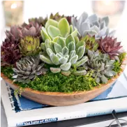 Natural Wooden Bowl Succulent