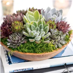 Natural Wooden Bowl Succulent