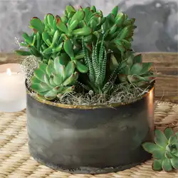 Zen Garden Succulent