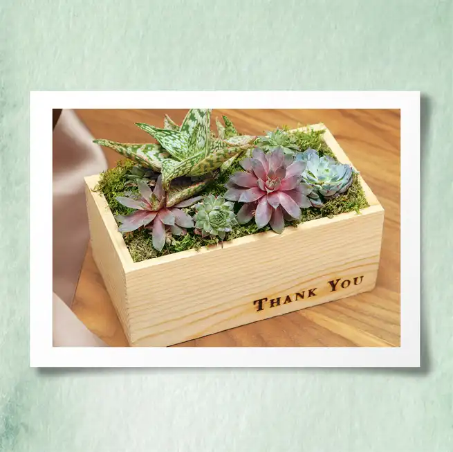 Thank you succulent arrangement