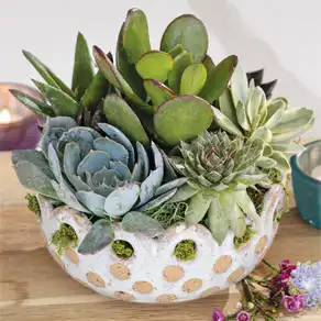 Scalloped Succulent Planter