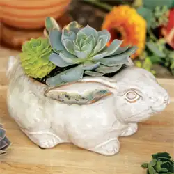 Farmstead Bunny Succulent