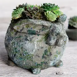 Succulent Bunny