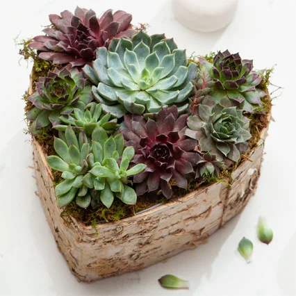 SHOP Succulents