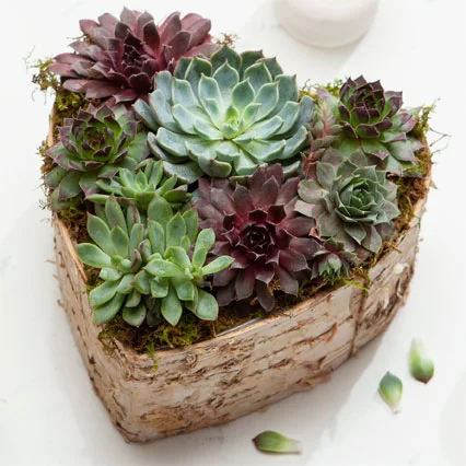 Wedding Gifts