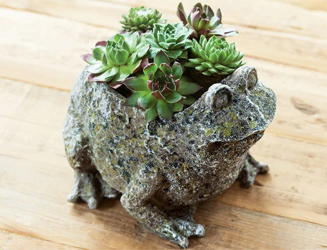 Succulent Gifts