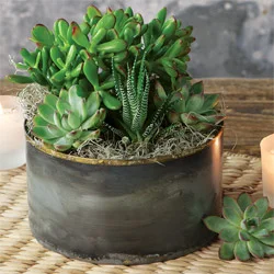 Zen Garden Succulent