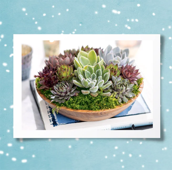 New Arrivals for the Holidays