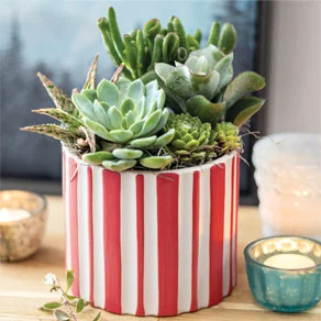 Candy Cane Succulent
