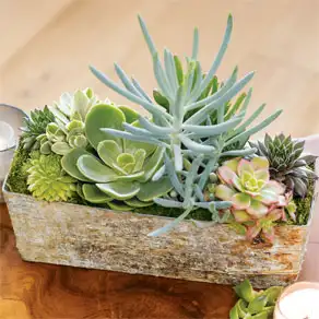 Birch Trough Succulent