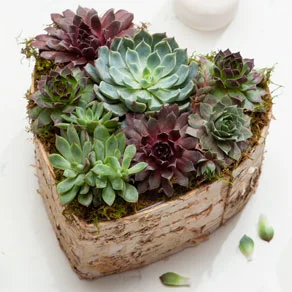 Birch Wrapped Heart Succulent