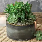 Zen Garden Succulent