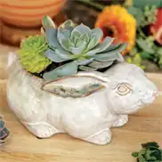 Farmstead Bunny Succulent