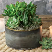 Zen Garden Succulent