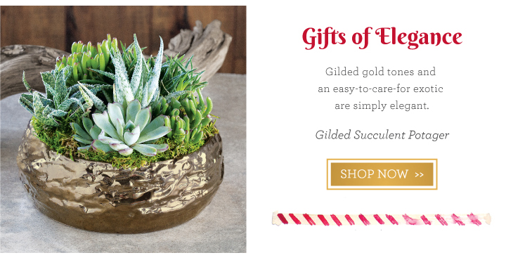 Gilded Succulent Potagter