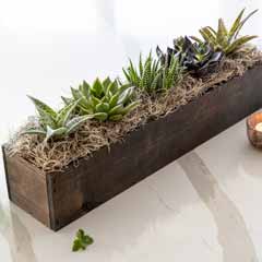 Product Image of Giselle Succulent Trough